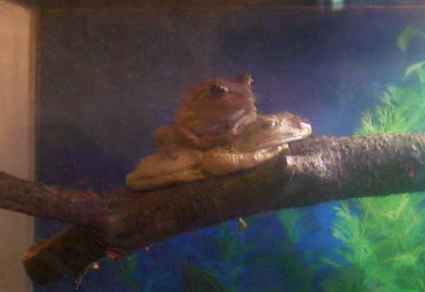 Piggy back or Leap frog??? You tell me