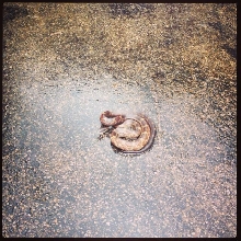 watersnake2