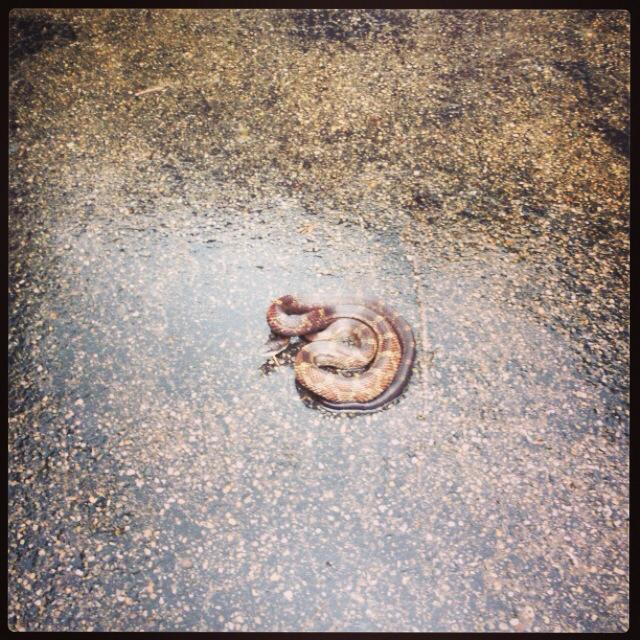 watersnake2