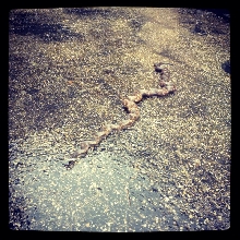 type of water snake?