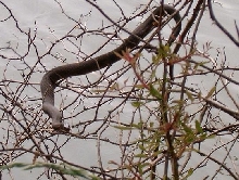 midland in tree