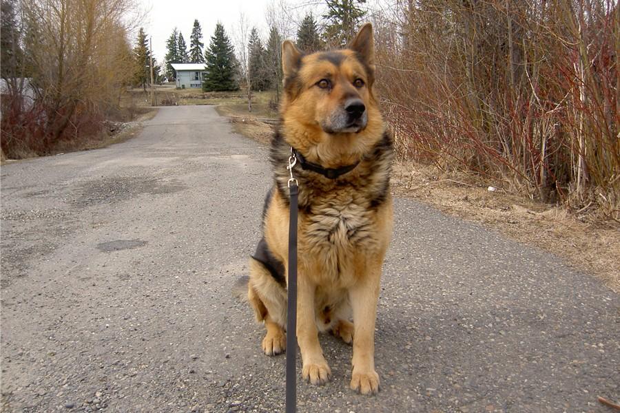 My German Shepherd/Husky
