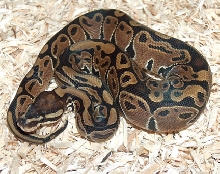 Female Het Albino