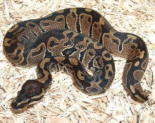 Male Het Albino