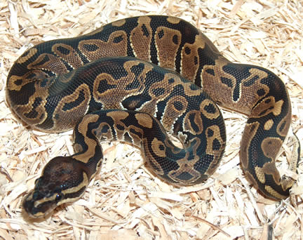 Male Het Albino