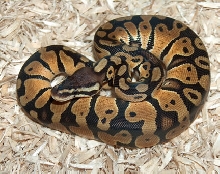 Male Pastel