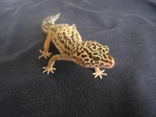 my leos
