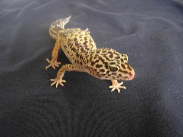 my leos