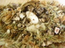 my first eggs