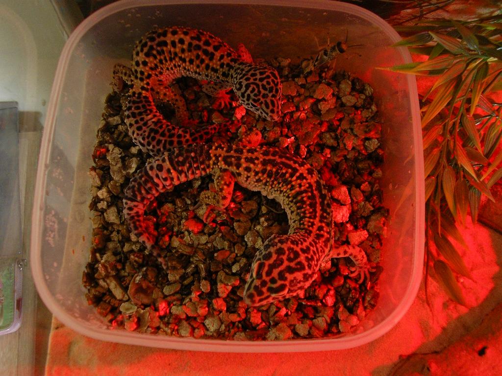 my leos