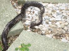 de shnake!