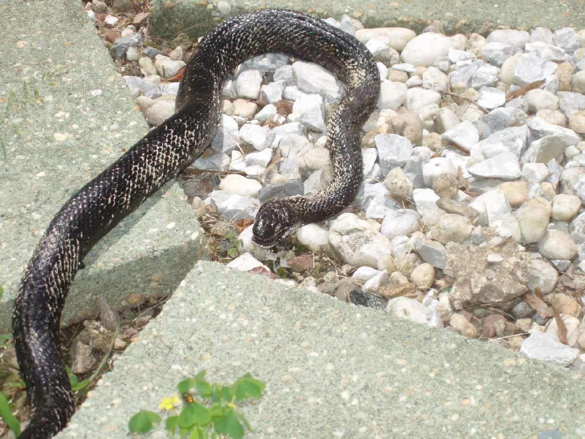 de shnake!