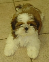 Here's Suki!