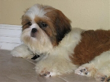 Suki at 5 months