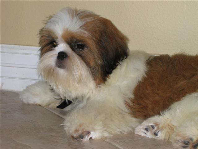 Suki at 5 months
