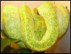 female chondro