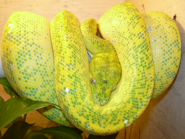 female chondro