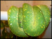 Female Green Tree