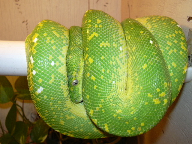 Female Green Tree