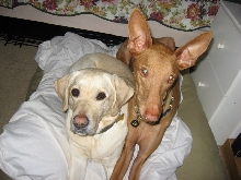 pals