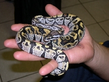 another pic pastel sib