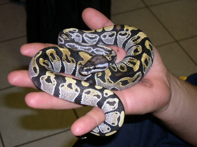 another pic pastel sib