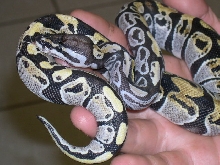 pastel sib changes