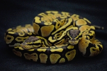 Baby Lemons 06