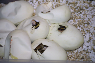 eggs