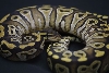 mojave fem 1