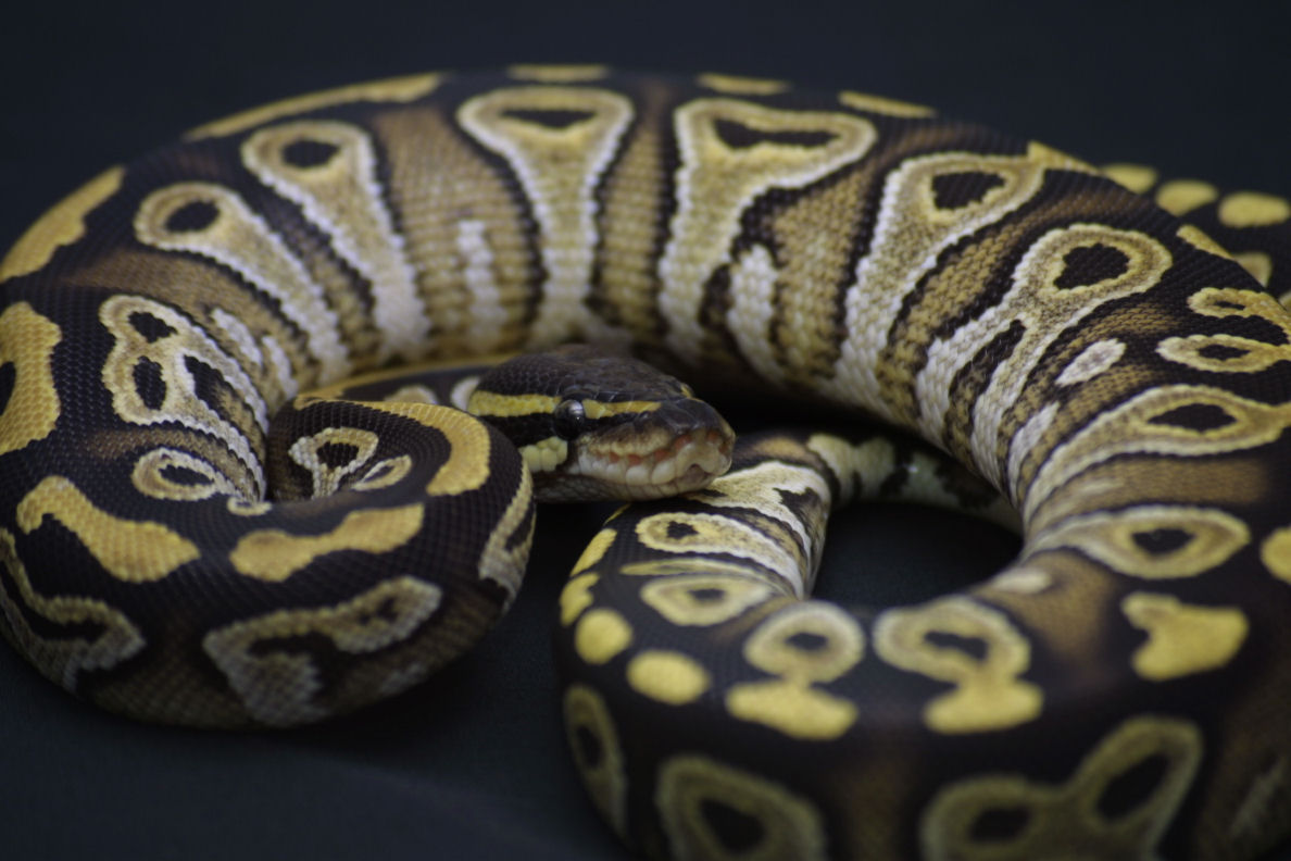 mojave fem 1
