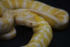 albino 1 fem