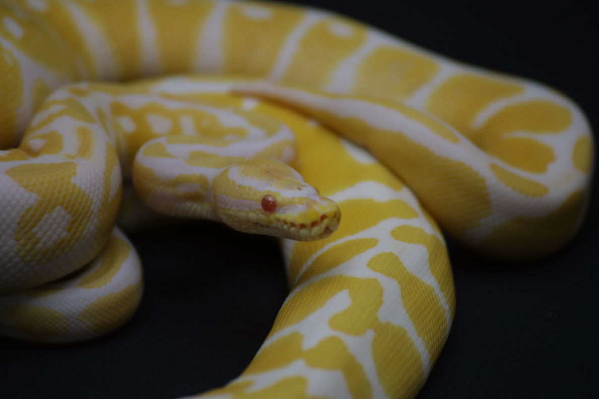 albino 1 fem