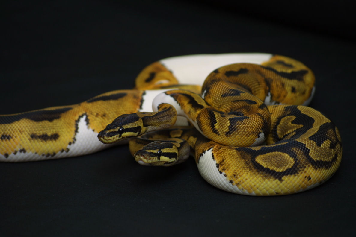 pied girls