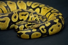 lemon pastel N.A.R.C