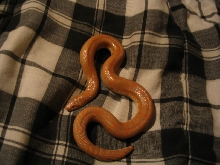 albino male