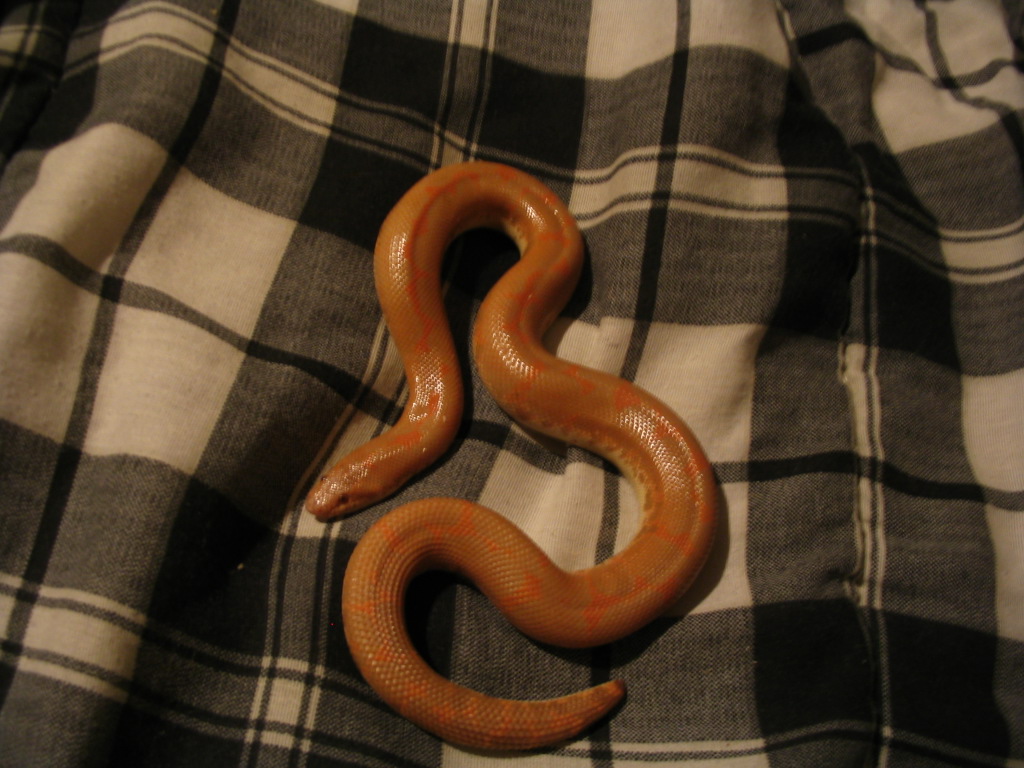 albino male