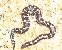 anery male
