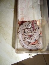STRANGE PATTERN BOA