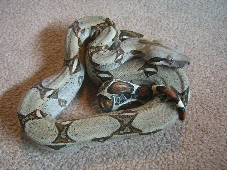 columbian female again