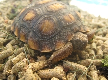 tortilla 1