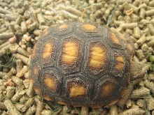 tortilla 2