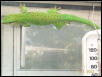 Phelsuma m. Boehmei3