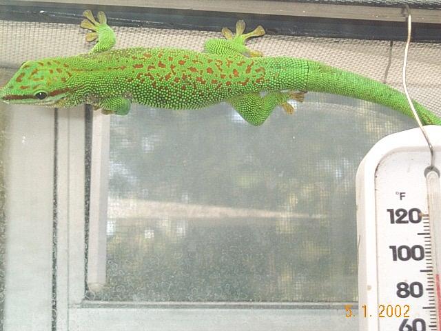 Phelsuma m. Boehmei3