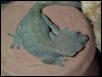 Female Crested Cecko