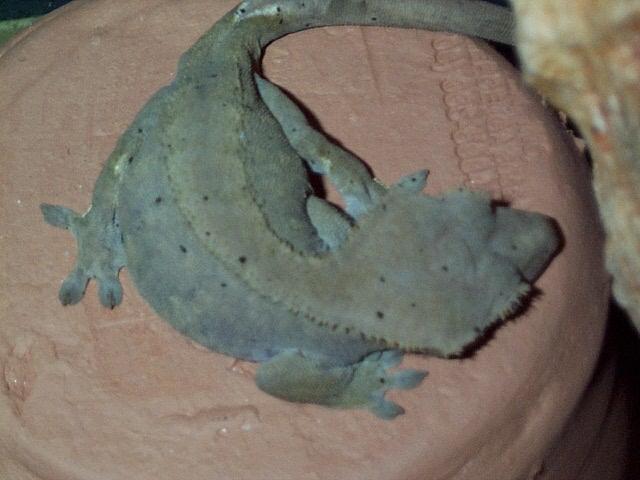 Female Crested Cecko