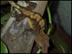 Crested Gecko Male