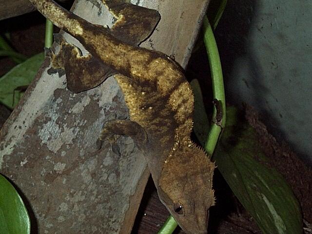 Crested Gecko Male