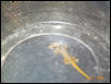 Dull Day Gecko Hatchling
