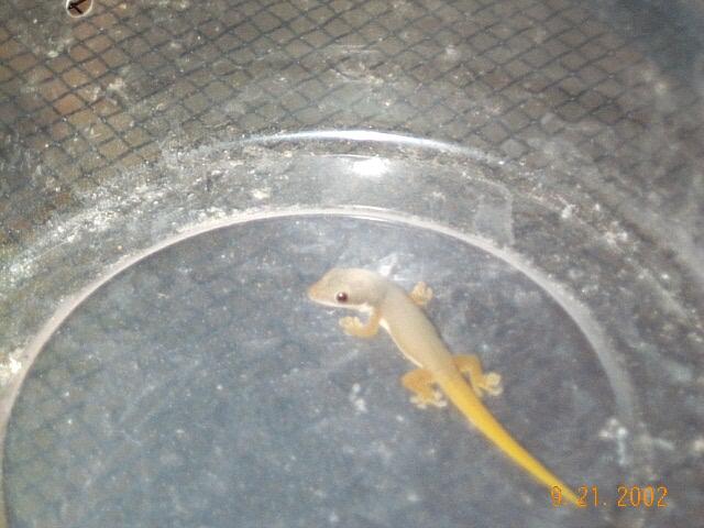 Dull Day Gecko Hatchling